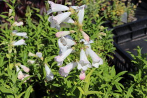 Penstemon White Bedder