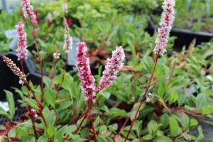 Persicaria affinis Superba