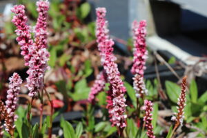 Persicaria affinis Darjeeling Red
