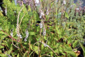 Persicaria amplexicaulis Alba