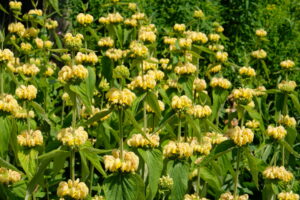 Phlomis russeliana