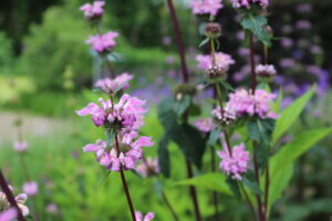 Phlomis tuberosa