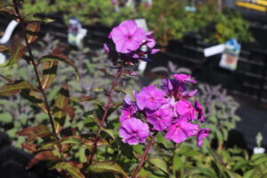 Phlox paniculata Amethyst