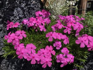 Phlox subulata Macdaniel's Cushion