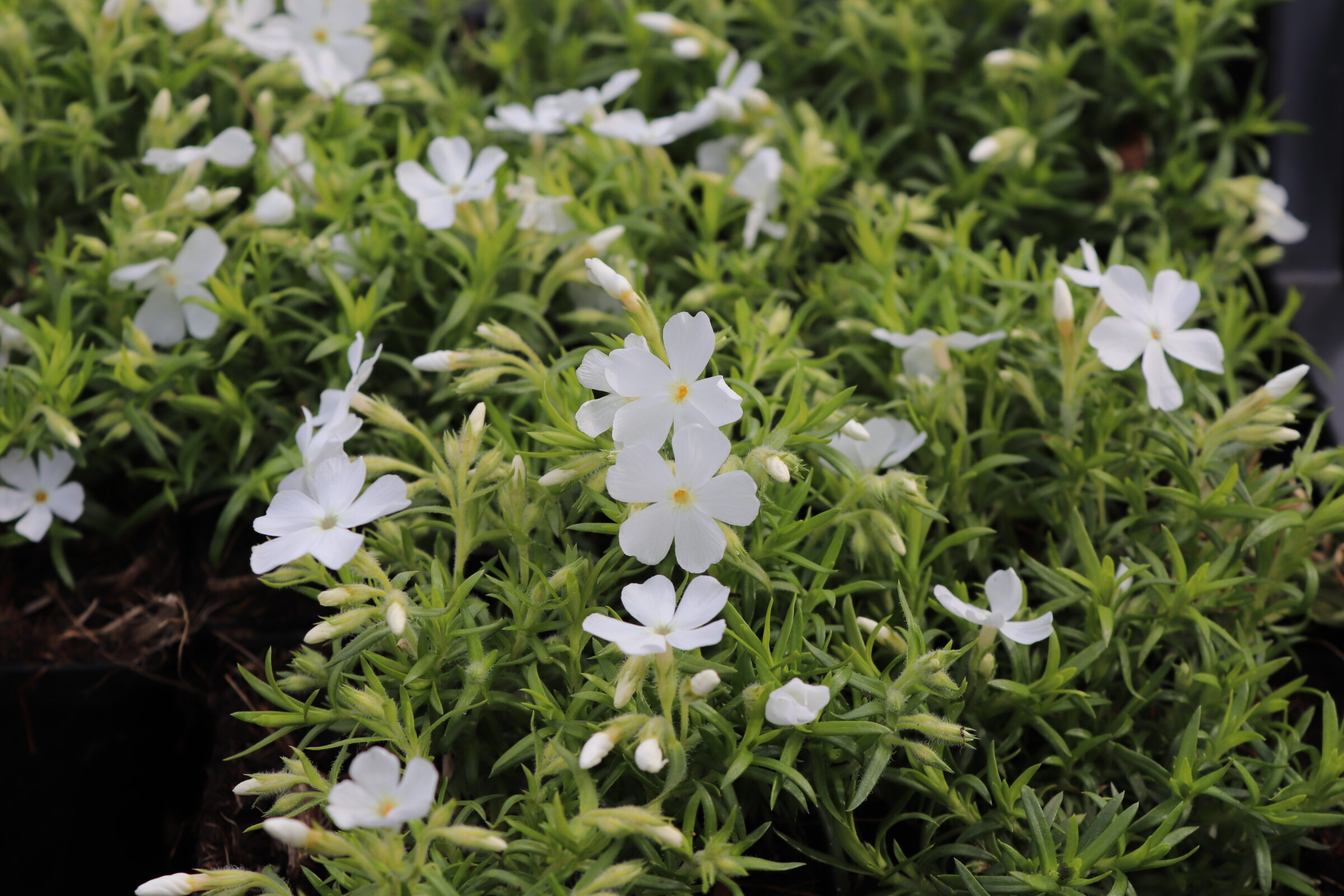 Phlox subulata White Delight - Zeelandplant