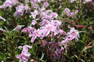 Phlox subulata Candy Stripes