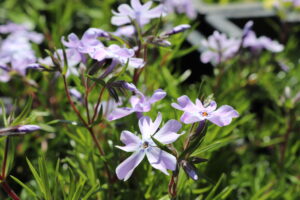 Phlox subulata Emerald Cushion Blue