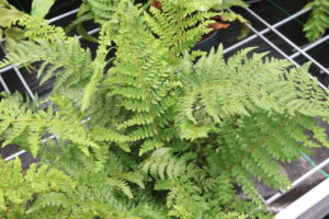 Polystichum setiferum