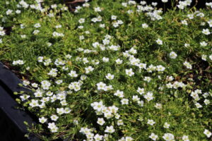 Sagina subulata