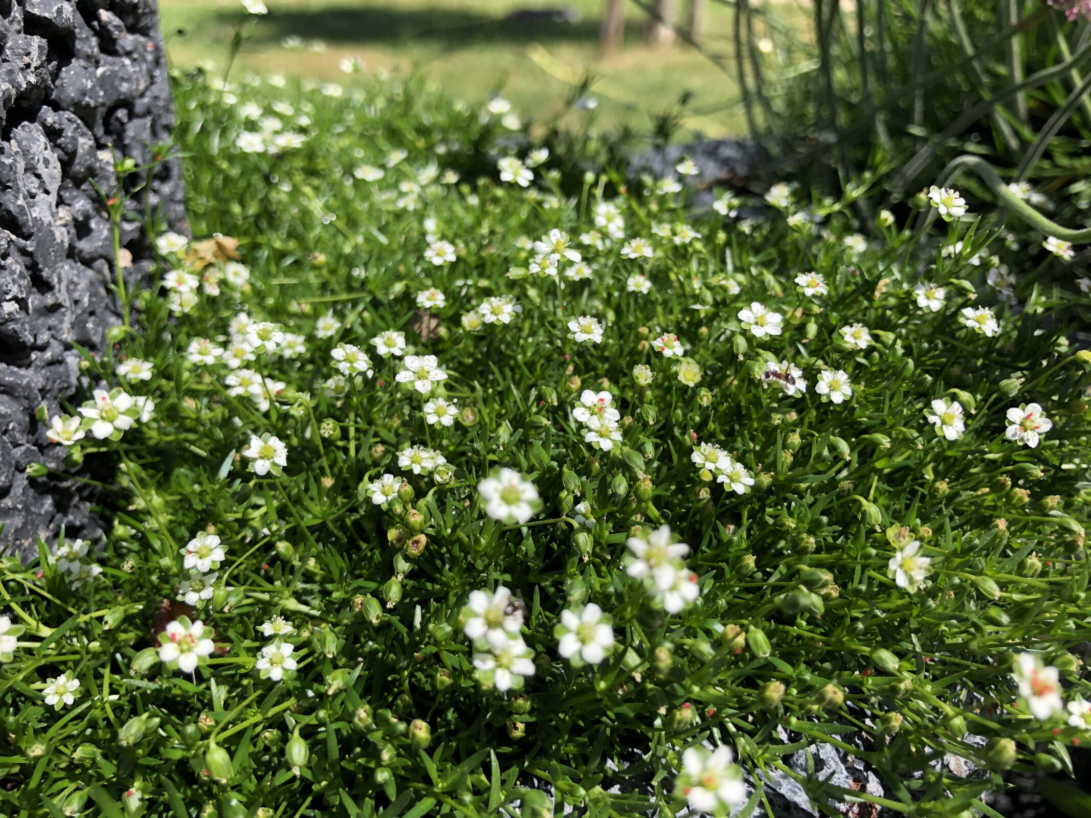 Sagina subulata Zeelandplant
