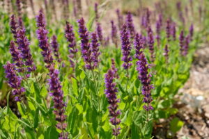 Salvia nemorosa Ostfriesland