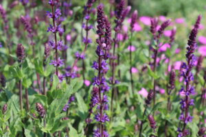 Salvia nemorosa Caradonna