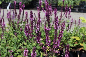 Salvia nemorosa Rose Queen