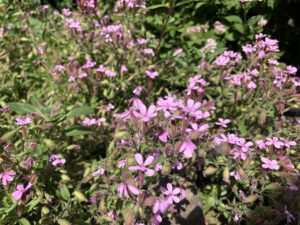 Saponaria ocymoides