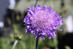Scabiosa columbaria Butterfly Blue
