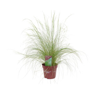Stipa tenuissima Ponytails