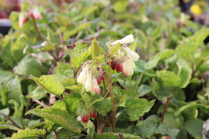 Symphytum grandiflorum