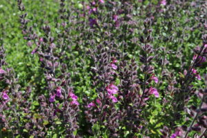 Teucrium lucidrys