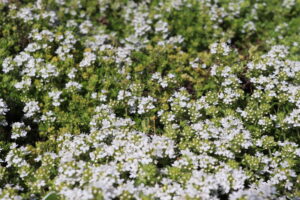 Thymus praecox Albiflorus