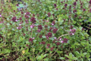 Thymus serpyllum