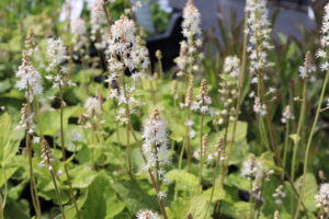 Tiarella wherryi