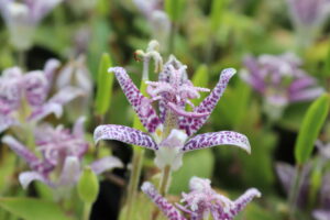 Tricyrtis hirta