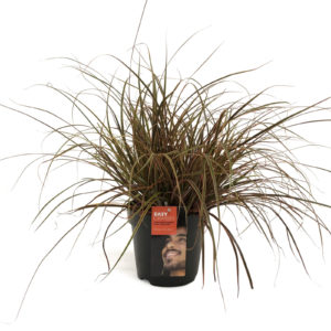 Uncinia rubra Everflame