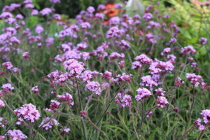 Verbena bonariensis Lollipop