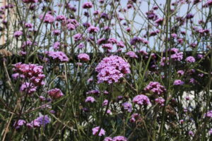 Verbena bonariensis