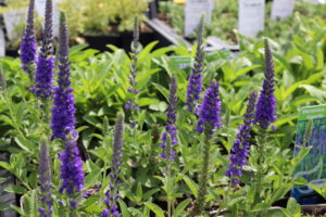Veronica spicata