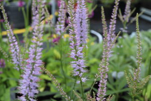 Veronicastrum virginicum Lavendelturm