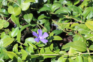 Vinca minor