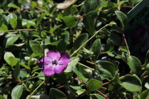 Vinca minor Atropurpurea