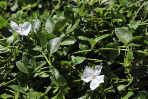 Vinca minor Gertrude Jekyll