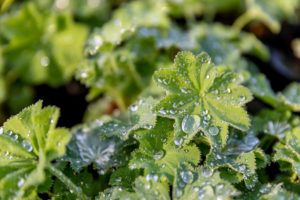 Alchemilla mollis