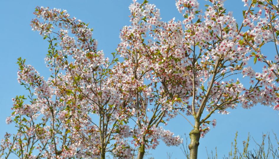 Okkernoot Vegetatie films De 15 leukste bomen voor een kleine tuin - Zeelandplant