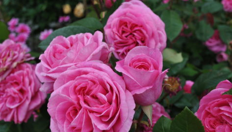 veer Berucht Gedateerd Rozen - Zeelandplant