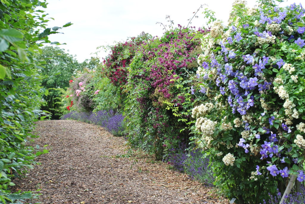 privacy karbonade Monumentaal De mooiste klimplanten - Zeelandplant - Specialist in tuinplanten