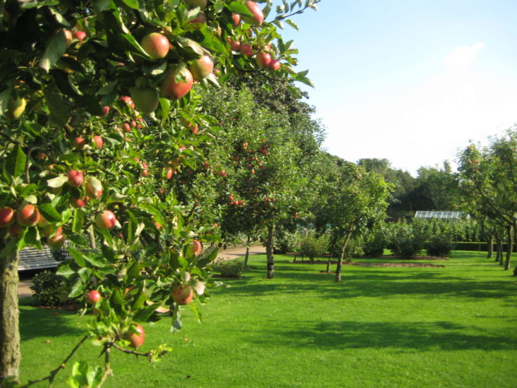 Eigen boomgaard