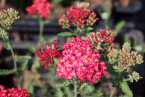 Achillea millefolium Paprika