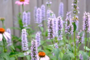 Agastache Blue Fortune