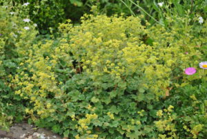 Alchemilla erythropoda