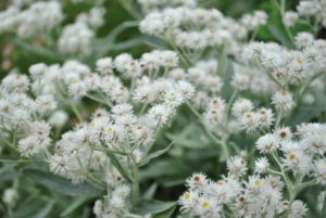Anaphalis triplinervis