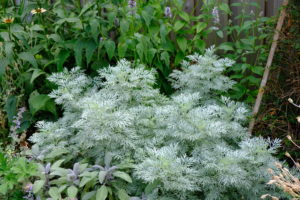 Artemisia Powis Castle