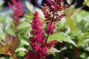Astilbe arendsii Fanal