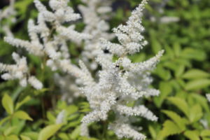 Astilbe japonica Deutschland