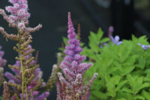Astilbe chinensis Pumila