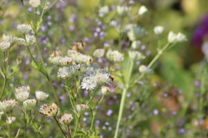 Astrantia major Shaggy