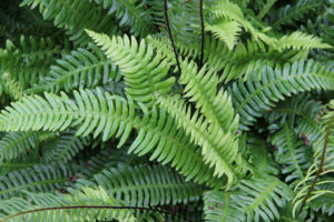 Blechnum spicant