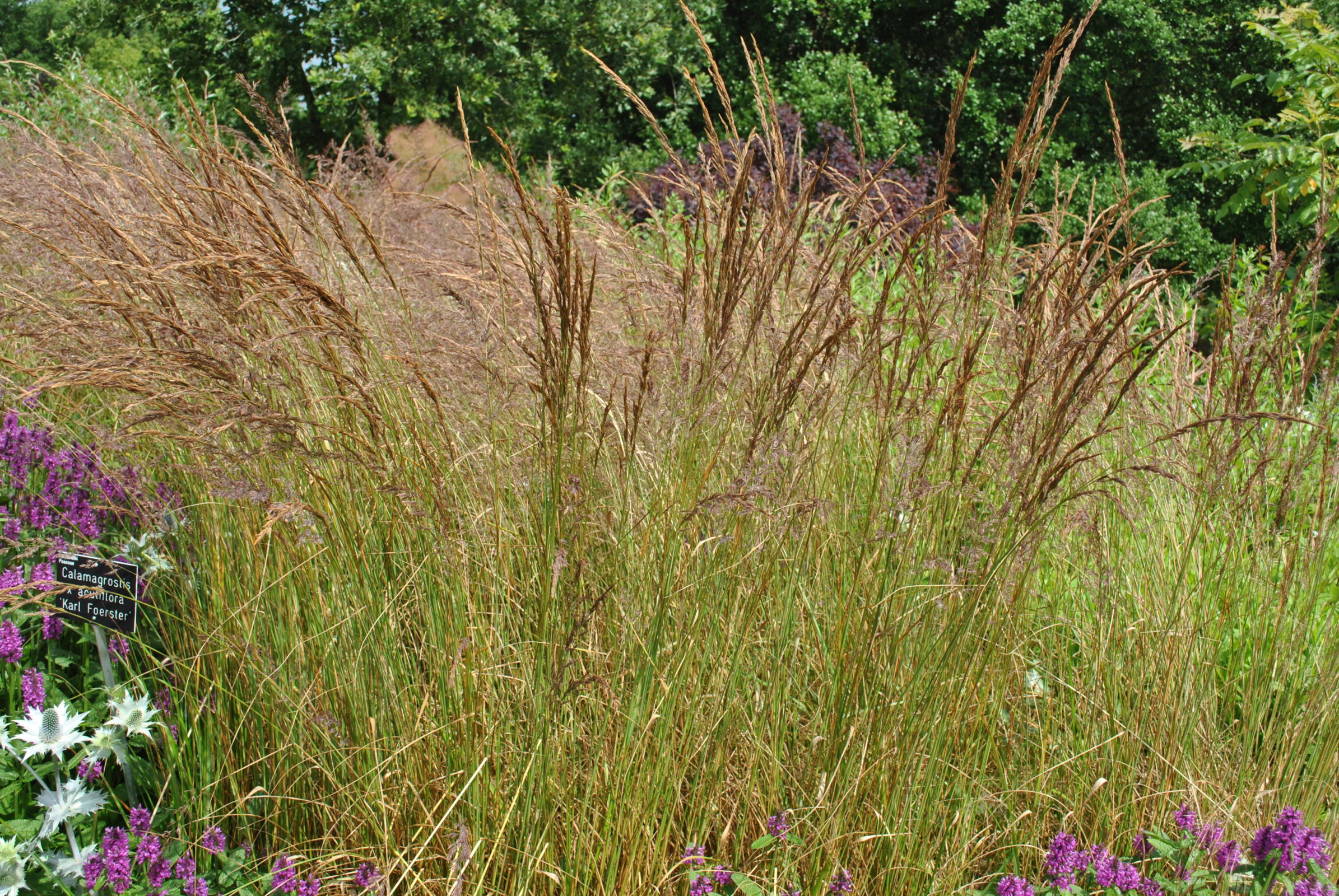 Calamagrostis acutiflora Karl Foerster - Zeelandplant